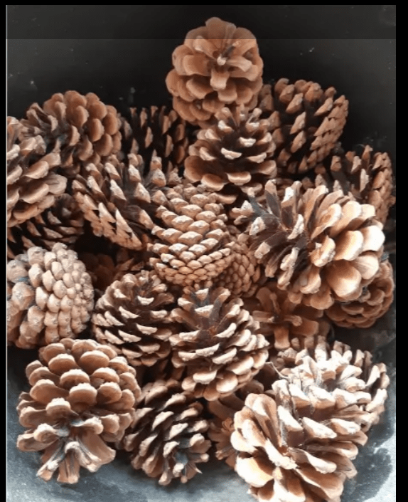 10 Pigne Medie Essiccate - Grafica Naturale