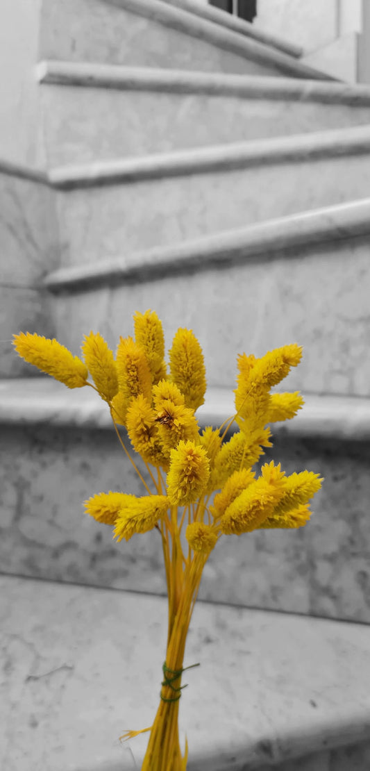 Phalaris Naturale (Scagliola) – Confezione da 10 steli