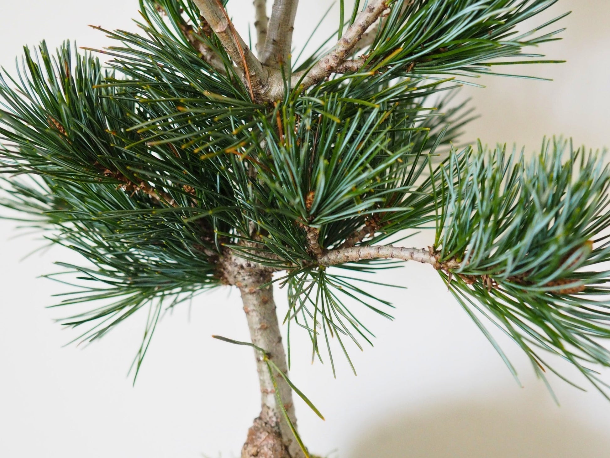 Pino Negeshi Bonsai Kokedama - Grafica NaturaleKokedama