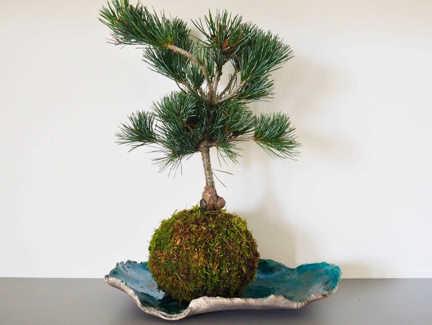 Pino Negeshi Bonsai Kokedama - Grafica NaturaleKokedama