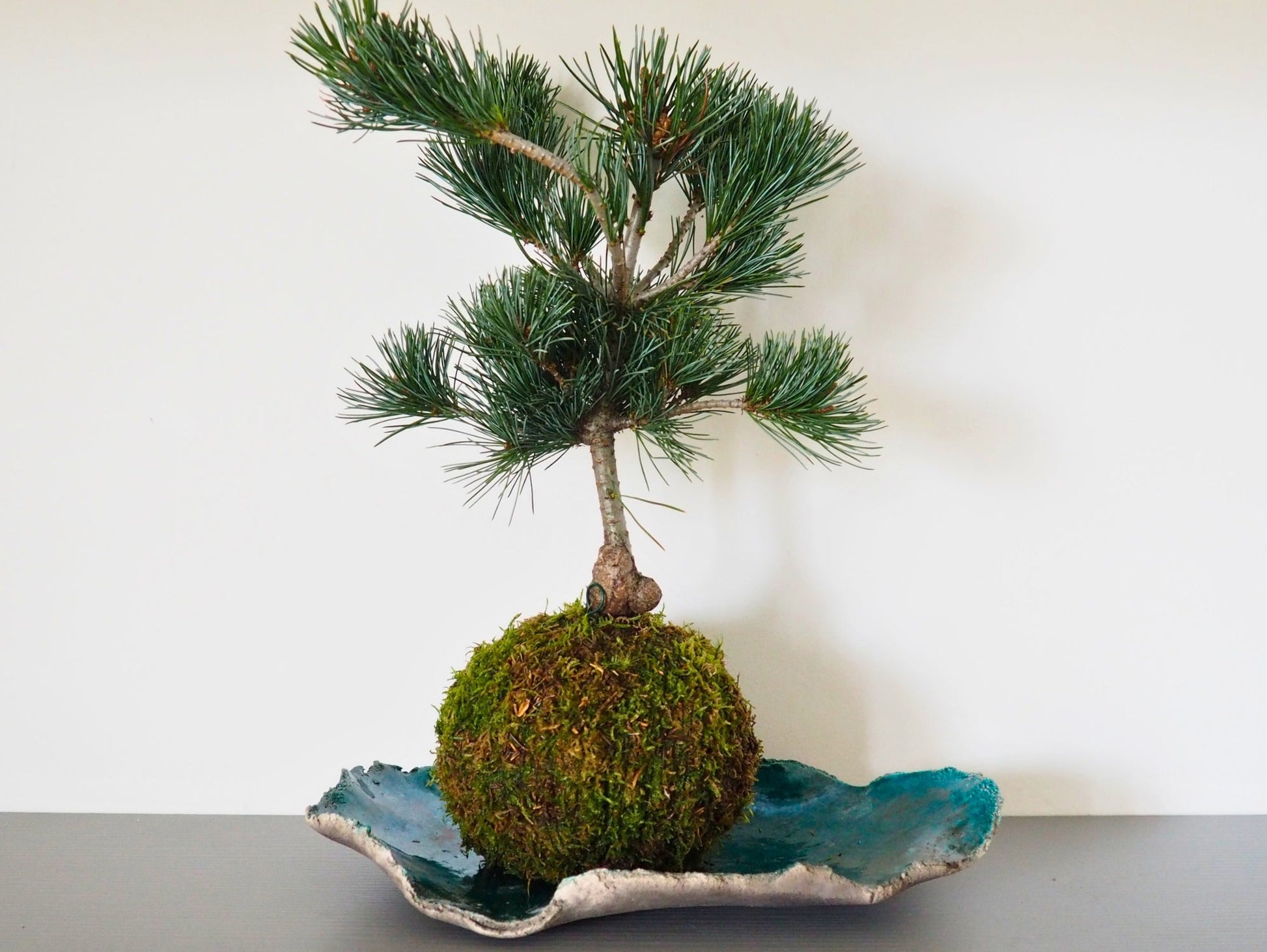 Pino Negeshi Bonsai Kokedama - Grafica NaturaleKokedama