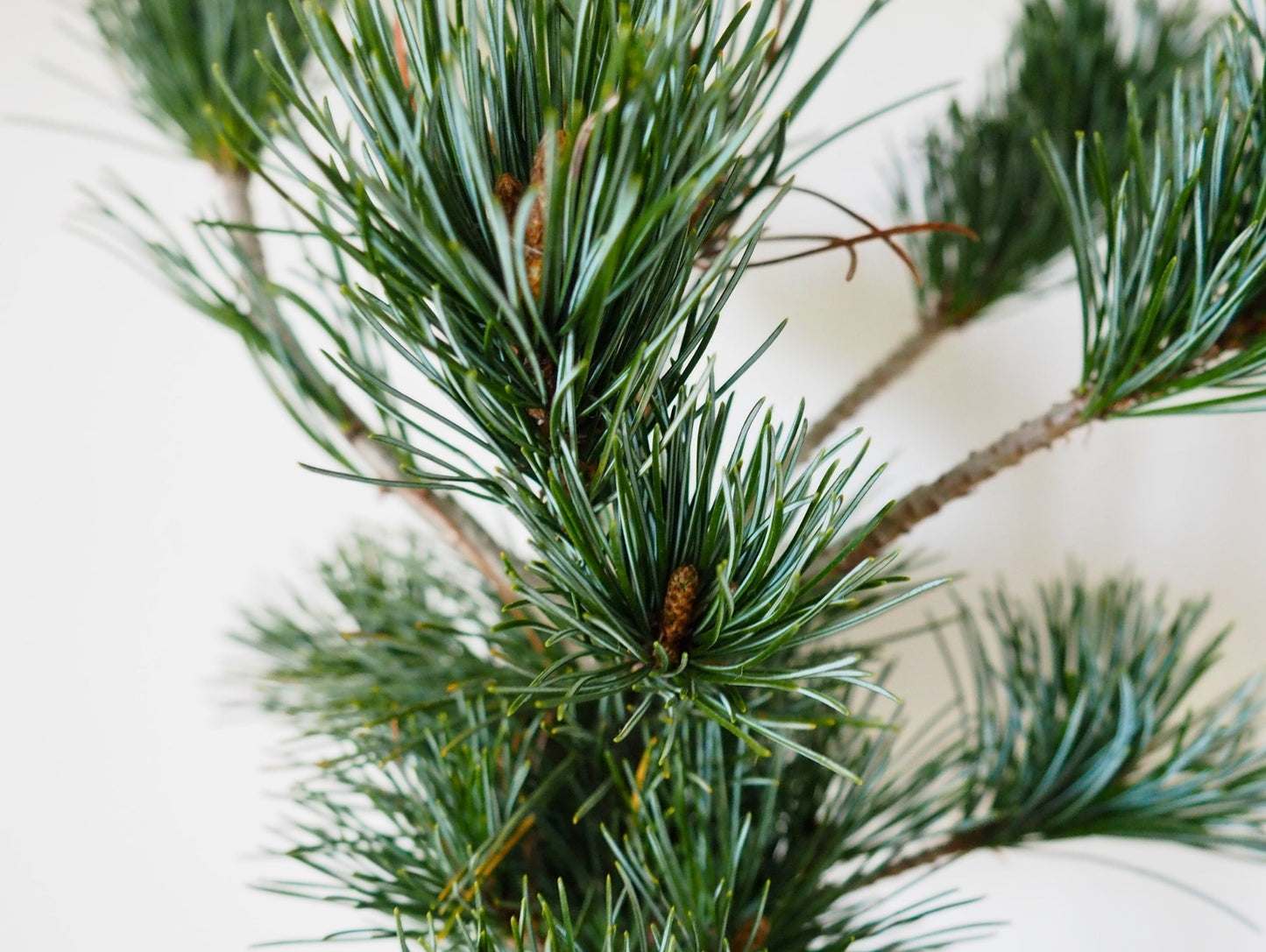 Pino Negeshi Bonsai Kokedama - Grafica NaturaleKokedama