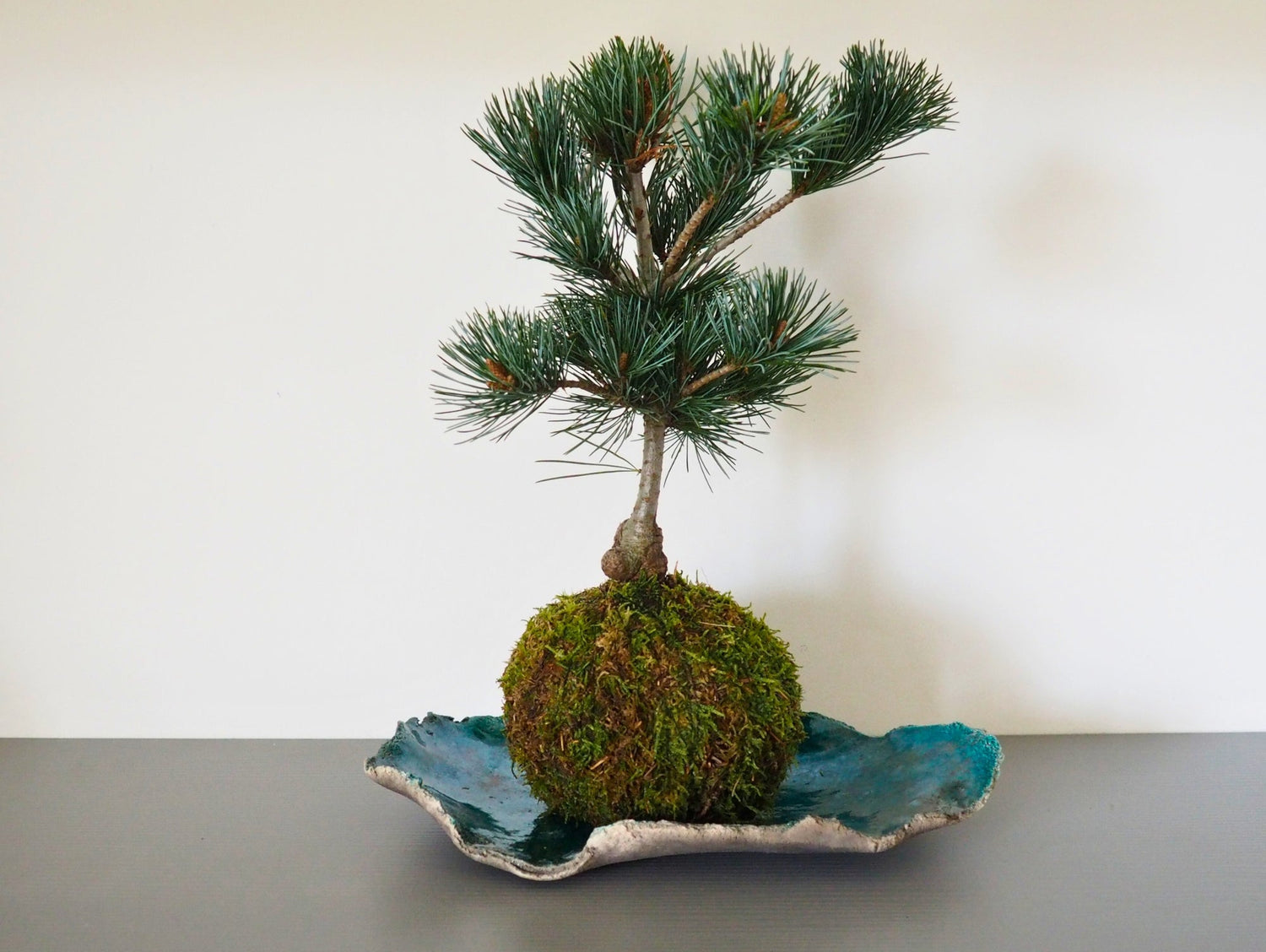 Pino Negeshi Bonsai Kokedama - Grafica NaturaleKokedama