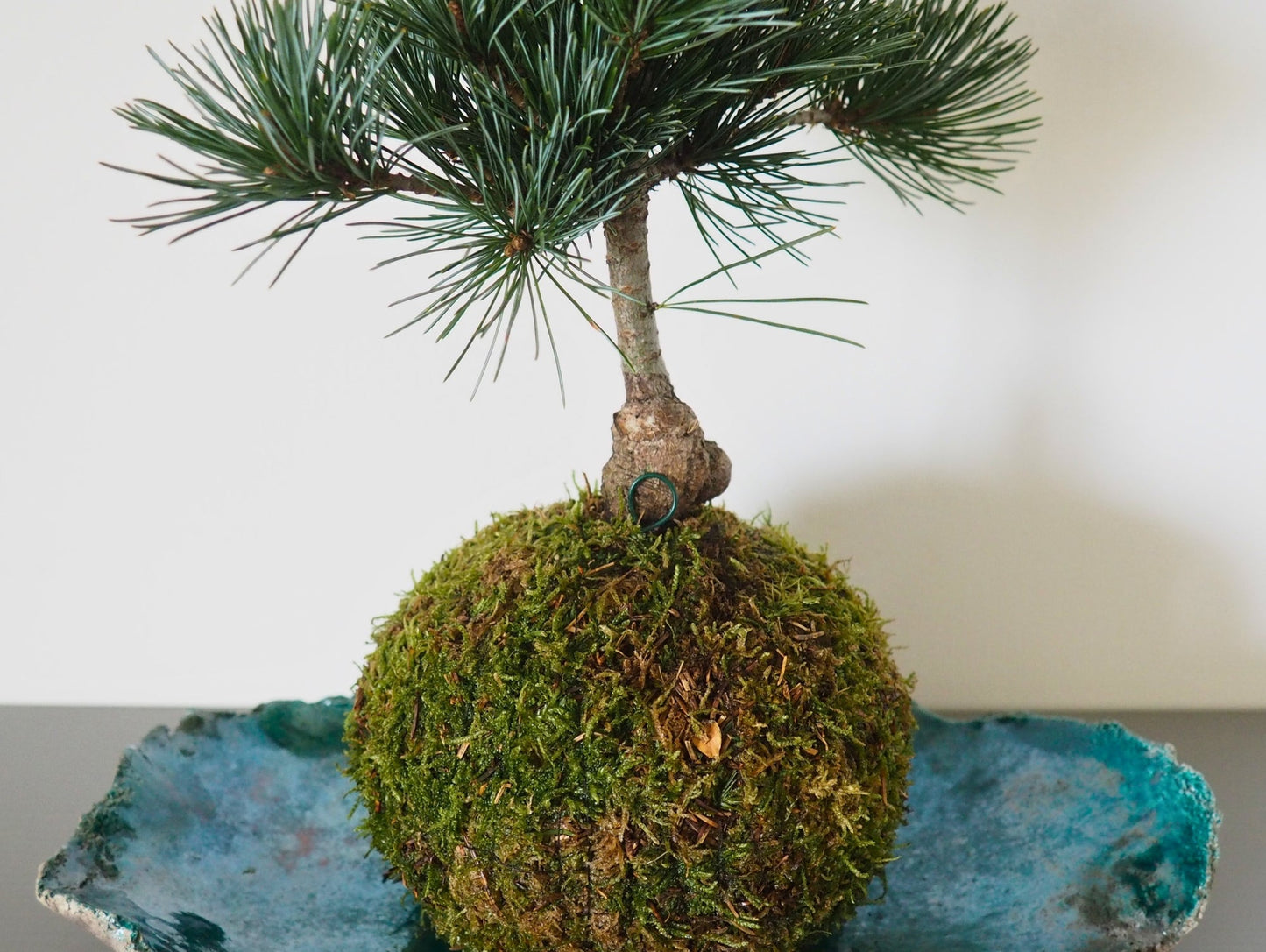 Pino Negeshi Bonsai Kokedama - Grafica NaturaleKokedama