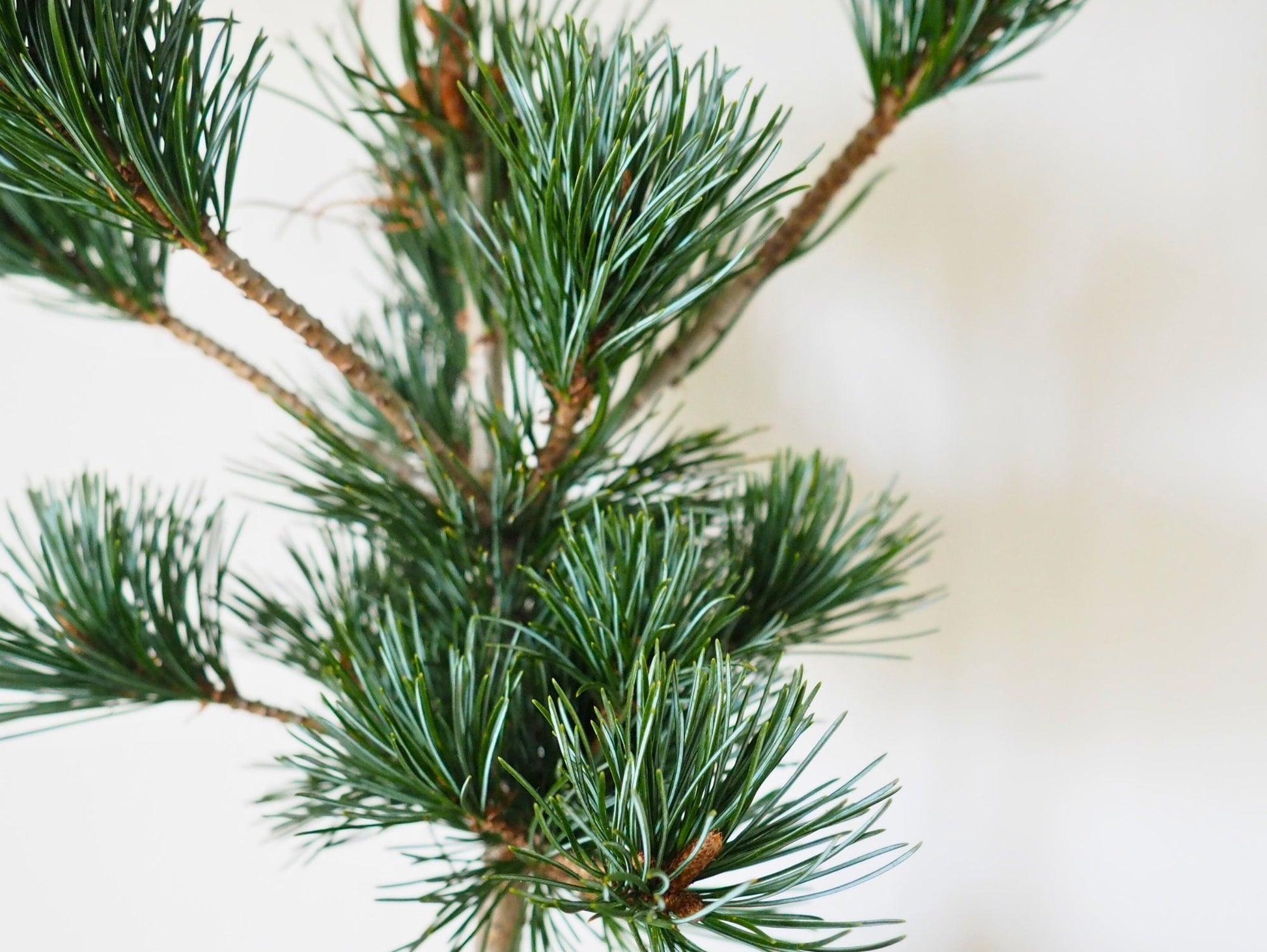 Pino Negeshi Bonsai Kokedama - Grafica NaturaleKokedama