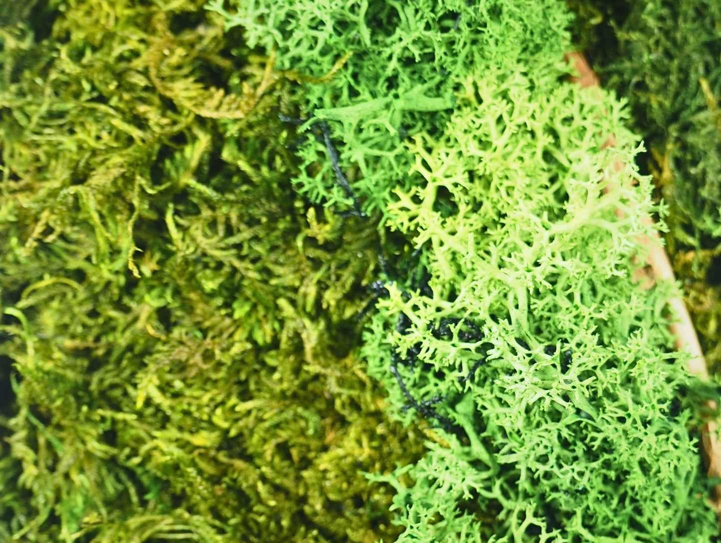 Quadro Vegetale Stabilizzato Dark Wood - Grafica NaturaleQuadro stabilizzato