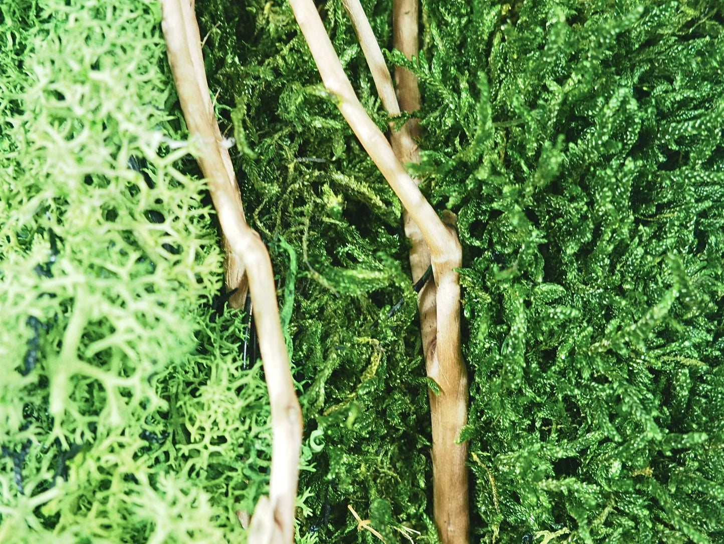 Quadro Vegetale Stabilizzato Dark Wood - Grafica NaturaleQuadro stabilizzato