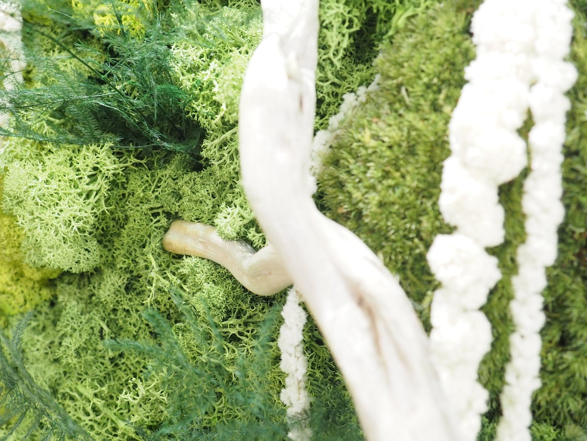 Quadro Vegetale Stabilizzato Jungle Moss - Grafica NaturaleQuadro stabilizzato