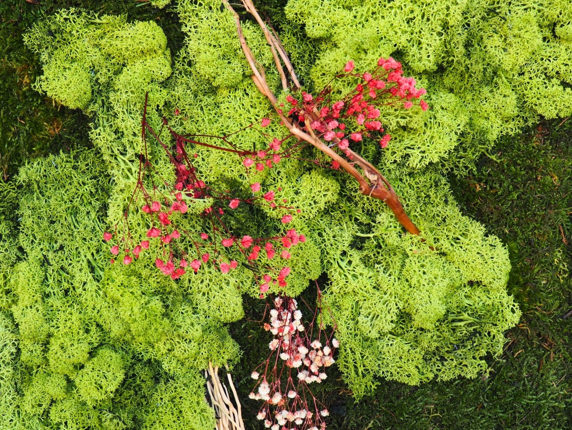Quadro Vegetale Stabilizzato Red Gypsophila - Grafica NaturaleQuadro stabilizzato