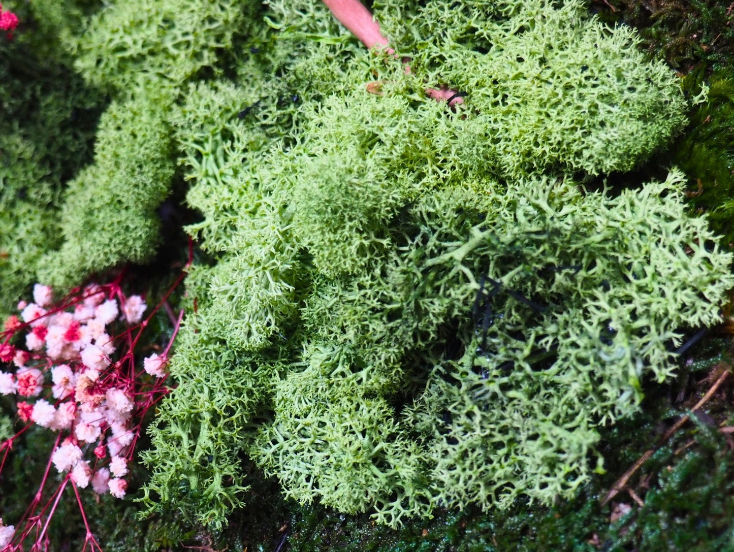 Quadro Vegetale Stabilizzato Red Gypsophila - Grafica NaturaleQuadro stabilizzato