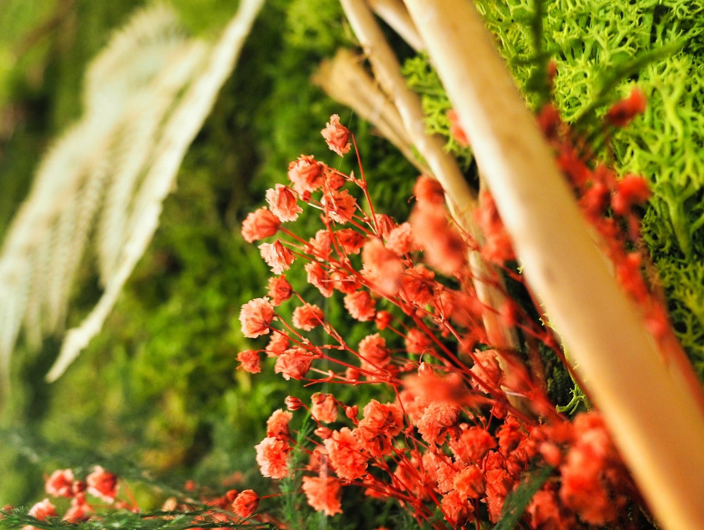 Quadro Vegetale Stabilizzato White Fern - Grafica NaturaleQuadro stabilizzato