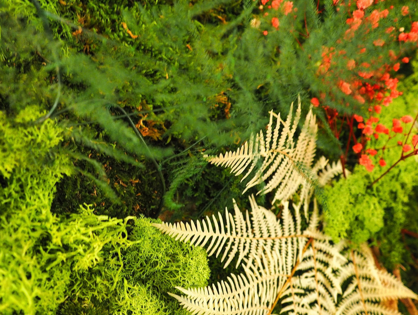 Quadro Vegetale Stabilizzato White Fern - Grafica NaturaleQuadro stabilizzato