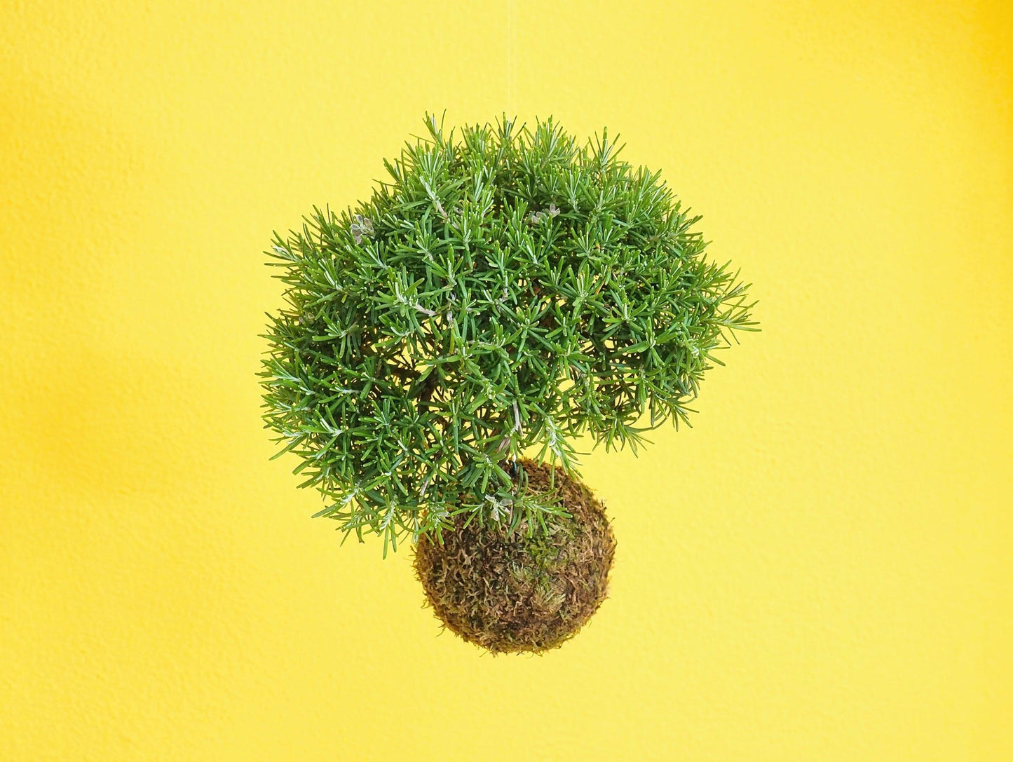 Rosmarino Bonsai Kokedama - Grafica NaturaleKokedama