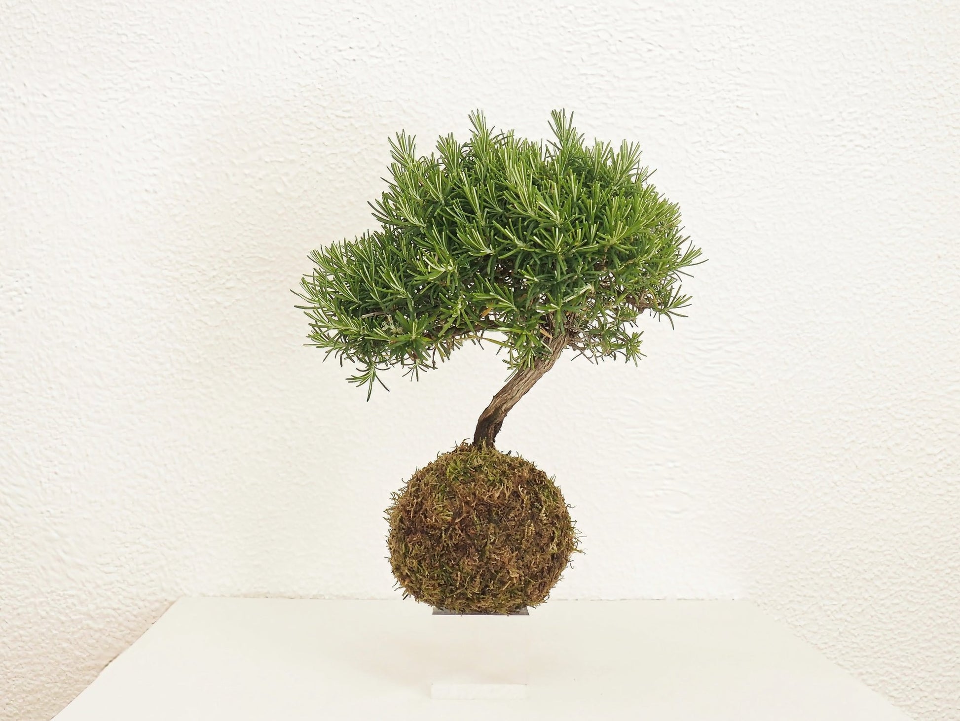 Rosmarino Bonsai Kokedama - Grafica NaturaleKokedama