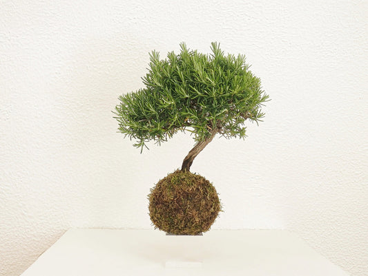 Rosmarino Bonsai Kokedama - Grafica NaturaleKokedama