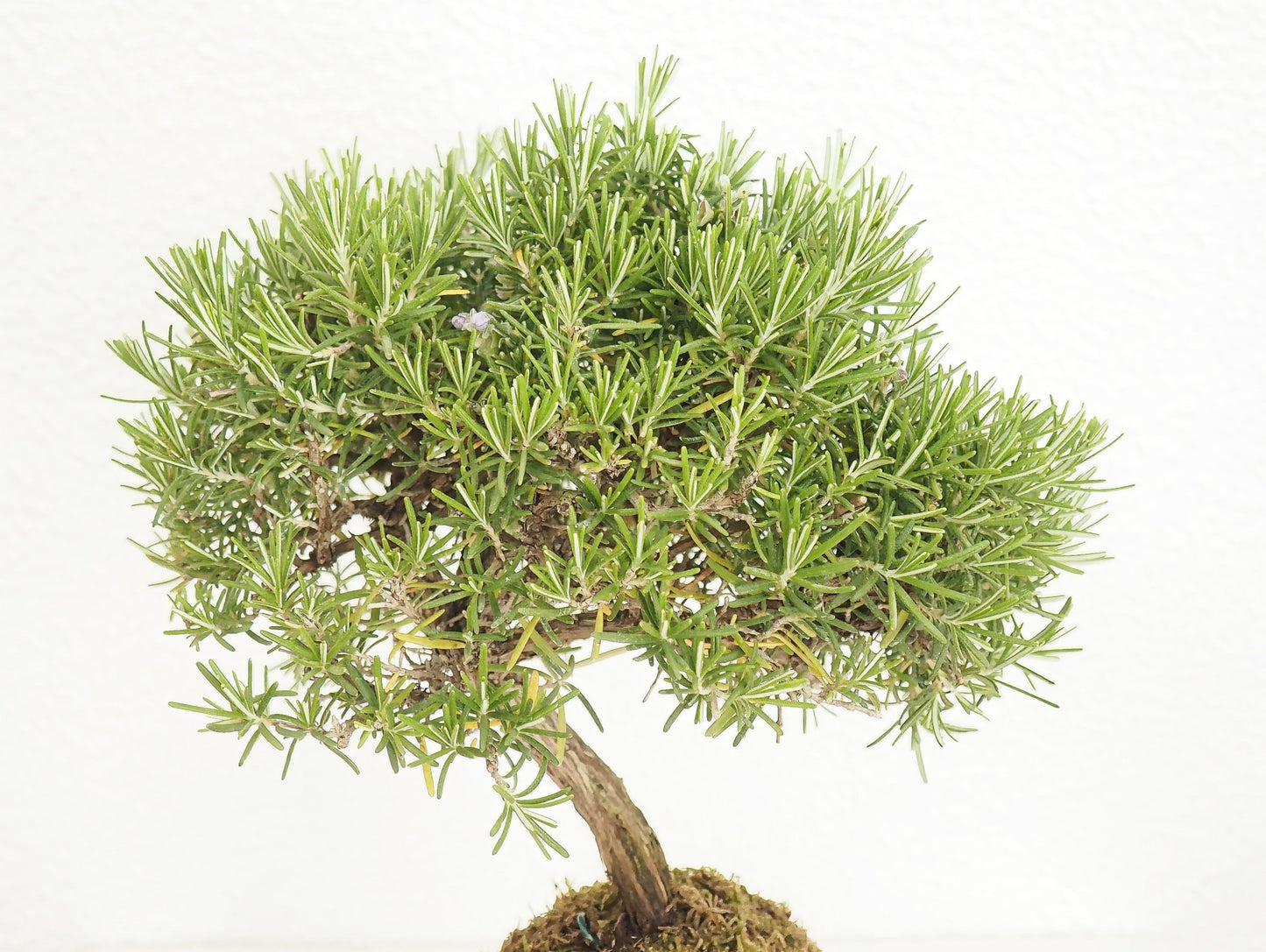 Rosmarino Bonsai Kokedama - Grafica NaturaleKokedama