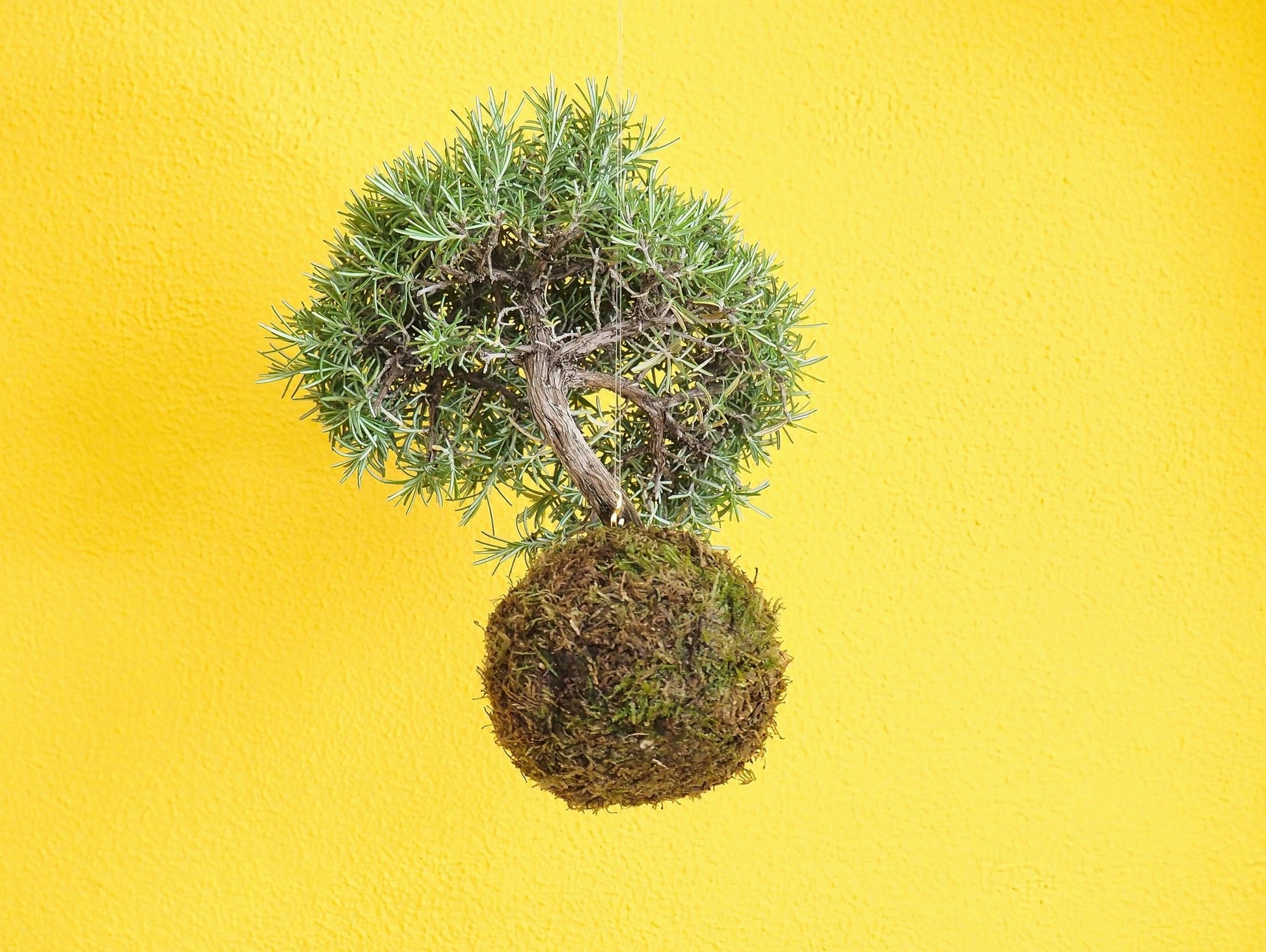 Rosmarino Bonsai Kokedama - Grafica NaturaleKokedama