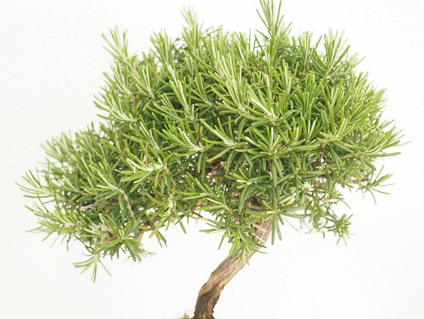 Rosmarino Bonsai Kokedama - Grafica NaturaleKokedama