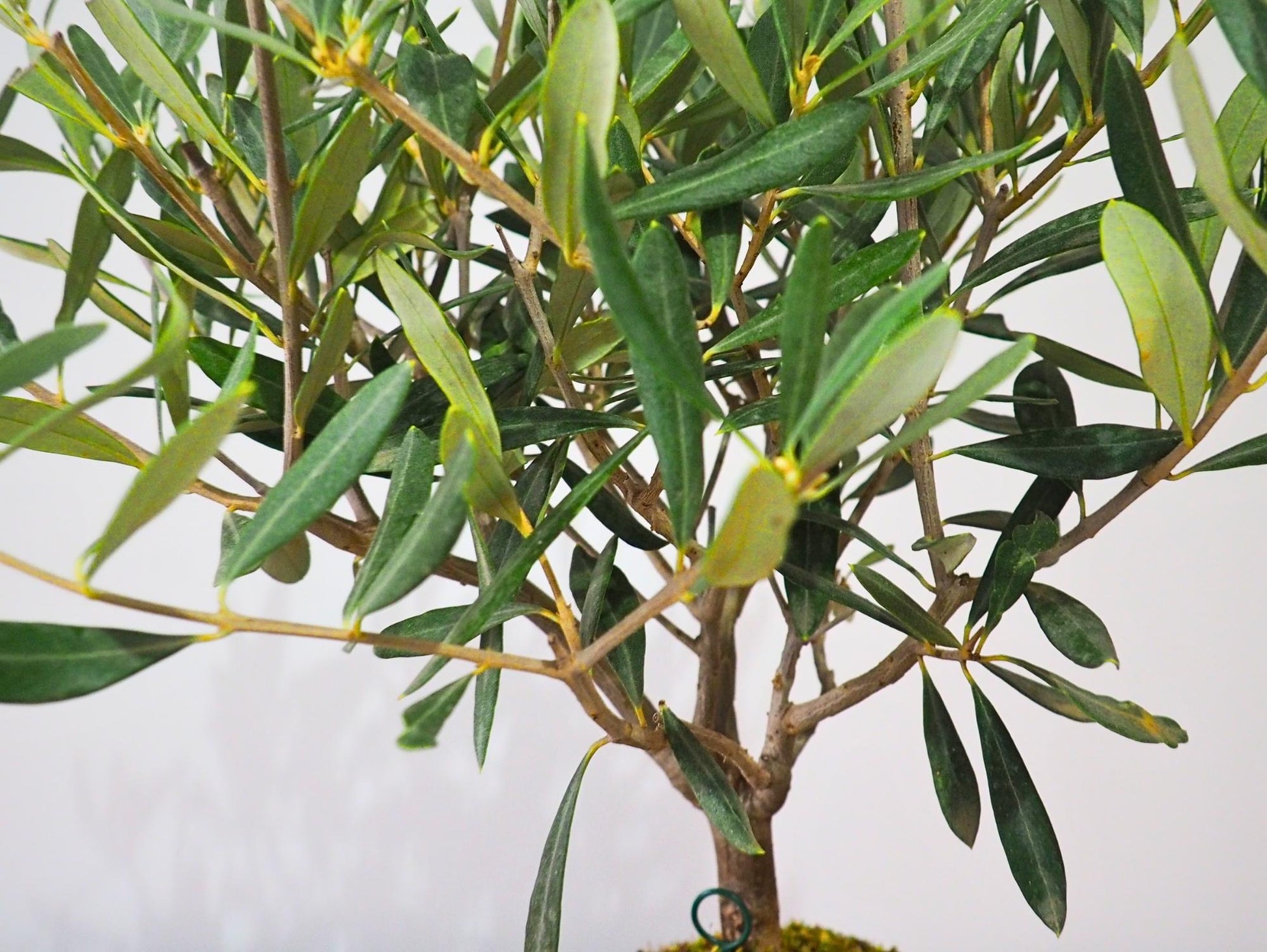 Ulivo Bonsai Kokedama - Grafica NaturaleKokedama