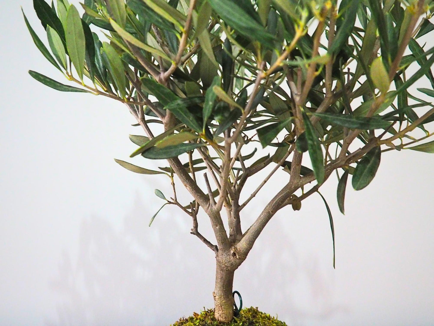 Ulivo Bonsai Kokedama - Grafica NaturaleKokedama