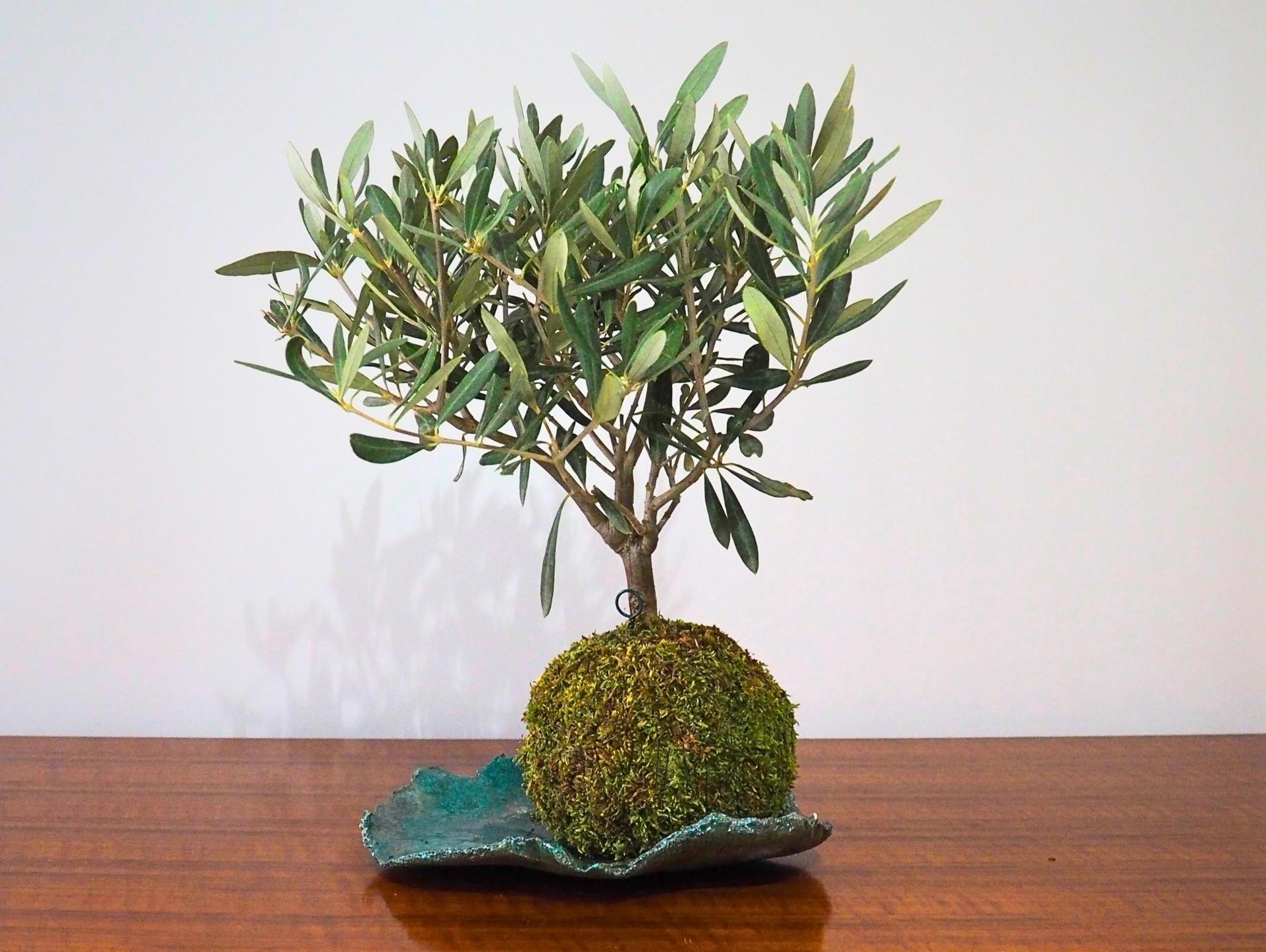 Ulivo Bonsai Kokedama - Grafica NaturaleKokedama