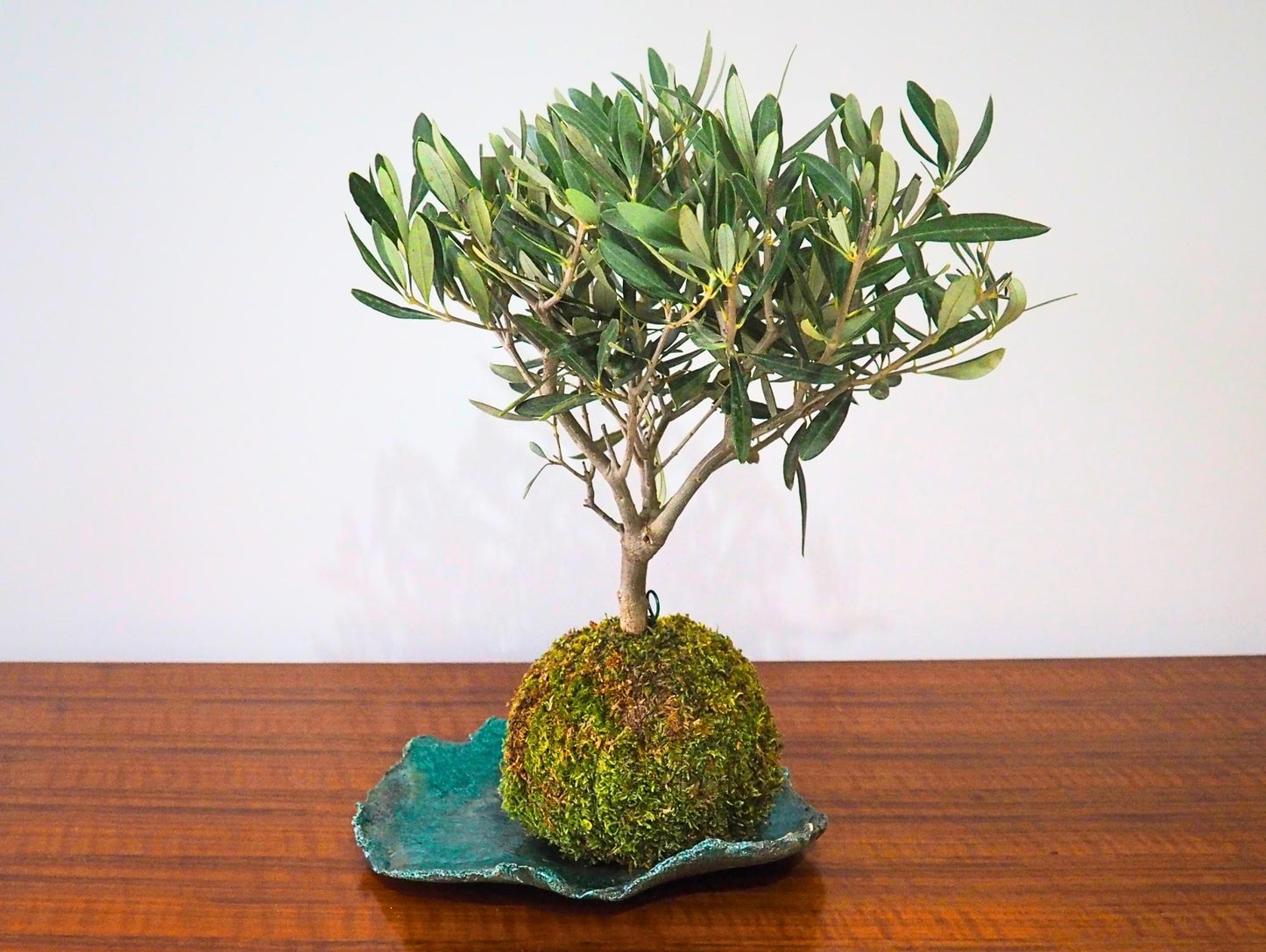Ulivo Bonsai Kokedama - Grafica NaturaleKokedama
