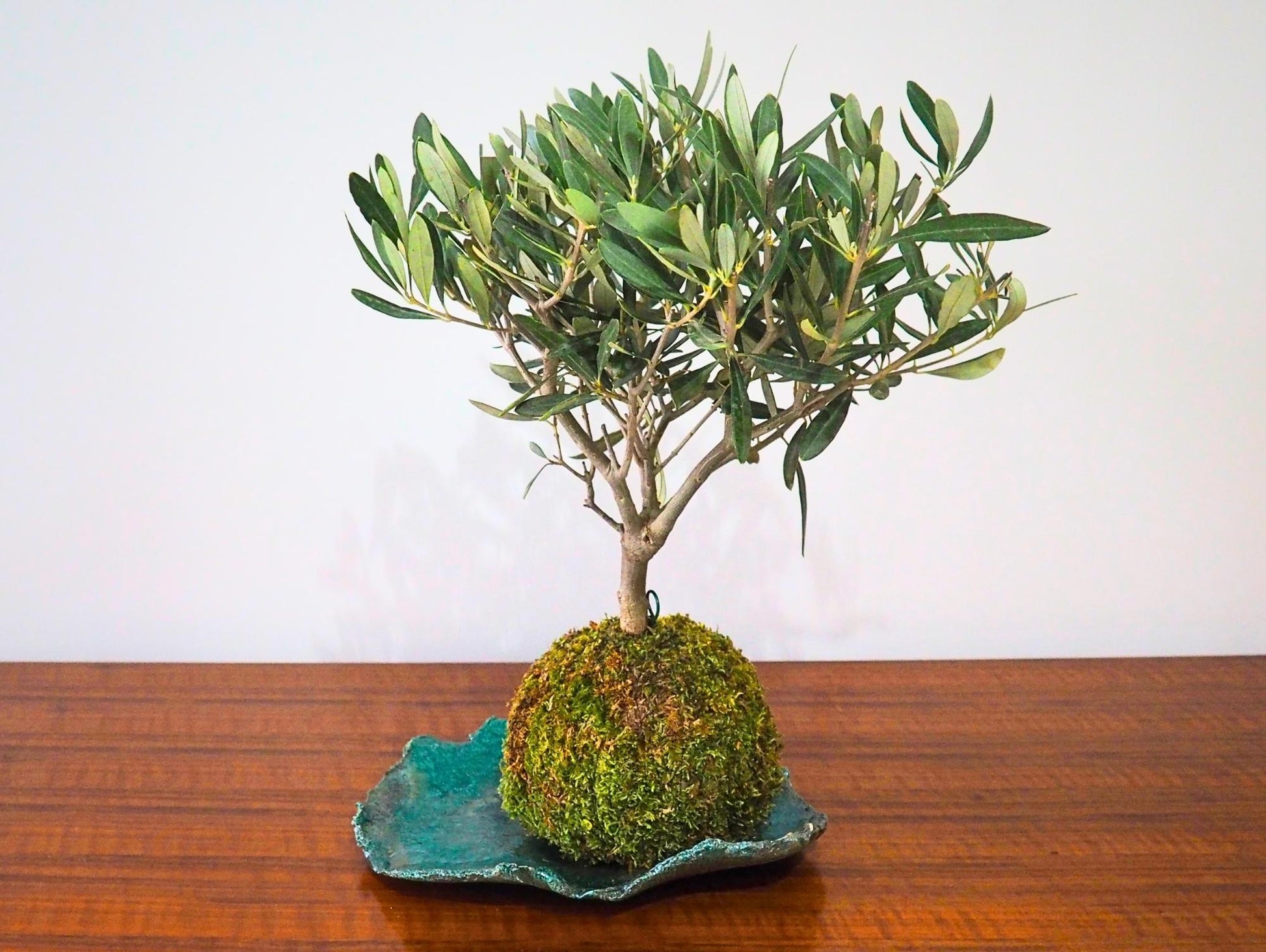 Ulivo Bonsai Kokedama - Grafica NaturaleKokedama