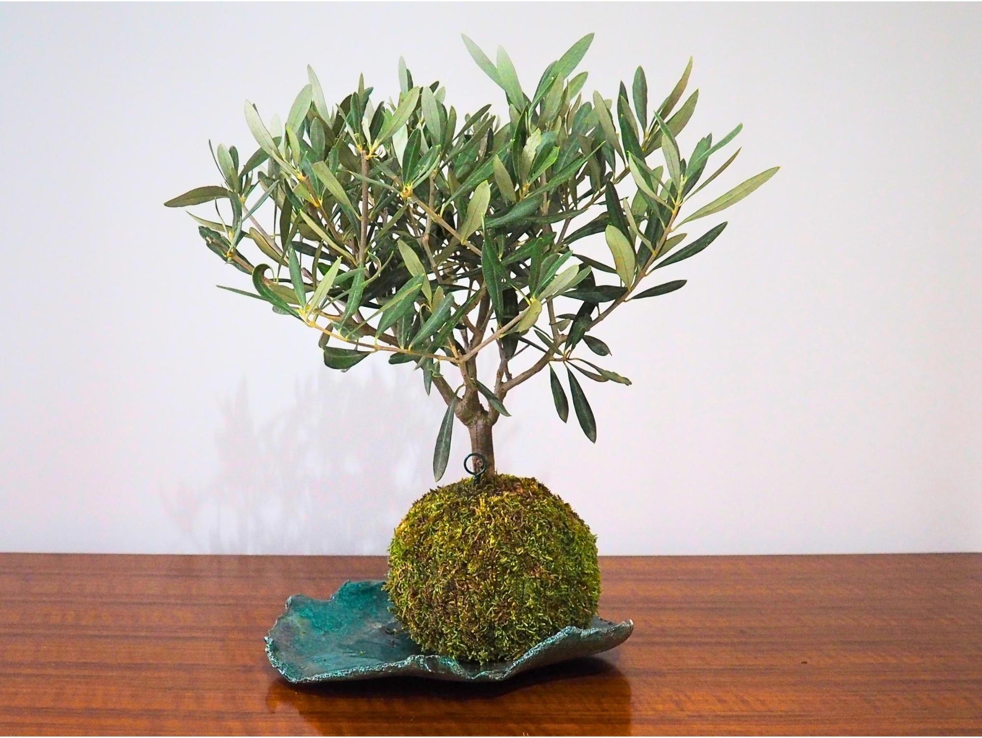 Ulivo Bonsai Kokedama - Grafica NaturaleKokedama