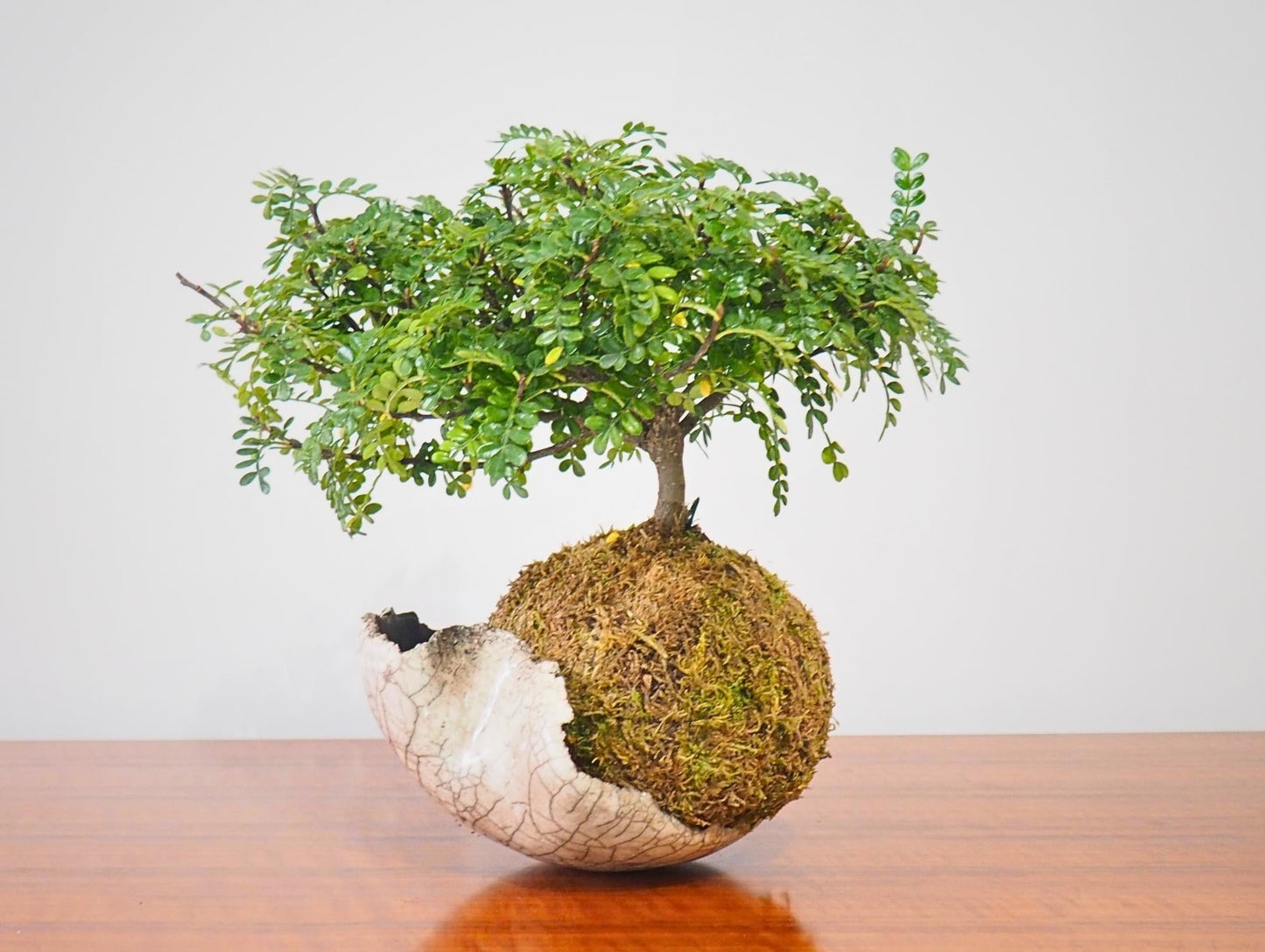 Zanthoxylum Piperitum Bonsai Kokedama - Grafica NaturaleKokedama