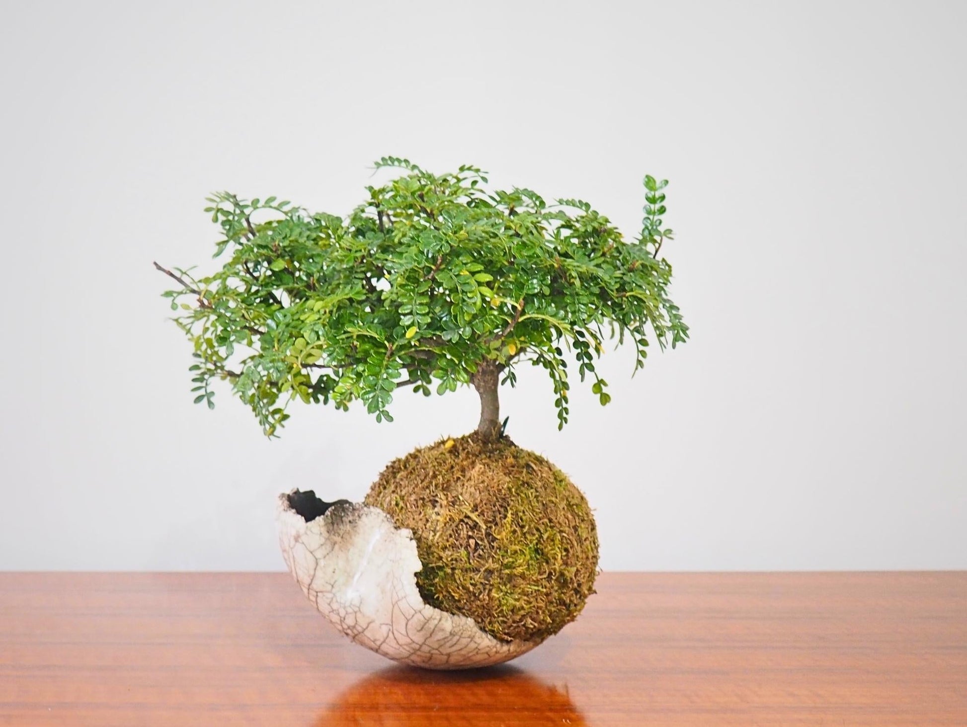 Zanthoxylum Piperitum Bonsai Kokedama - Grafica NaturaleKokedama