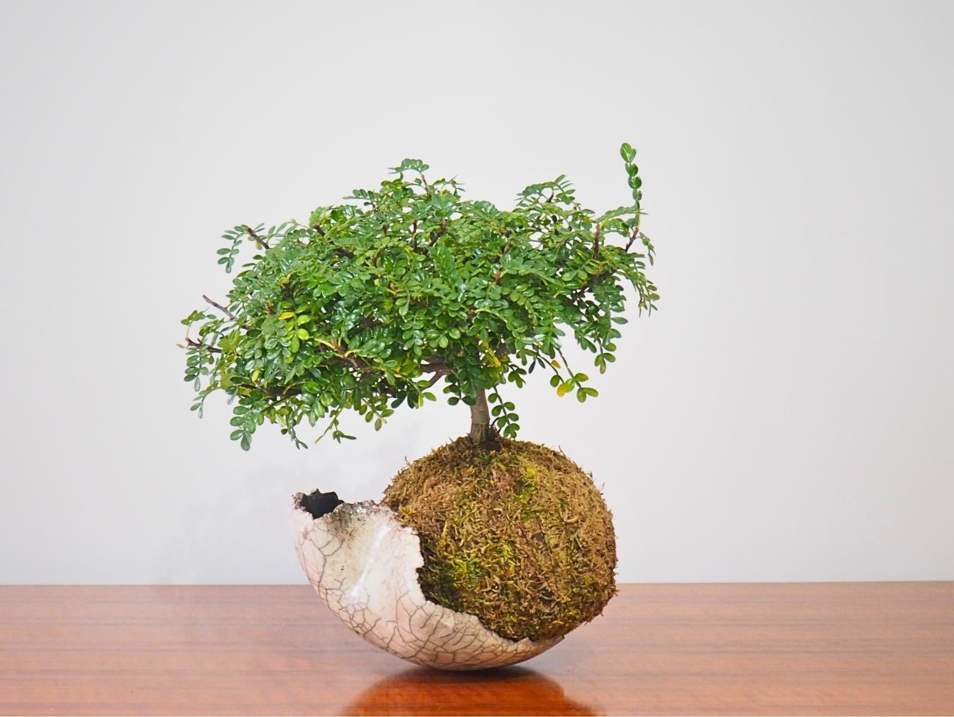 Zanthoxylum Piperitum Bonsai Kokedama - Grafica NaturaleKokedama